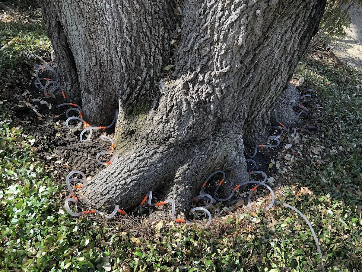 Detailed Tree Cabling and Bracing job site in Reisterstown