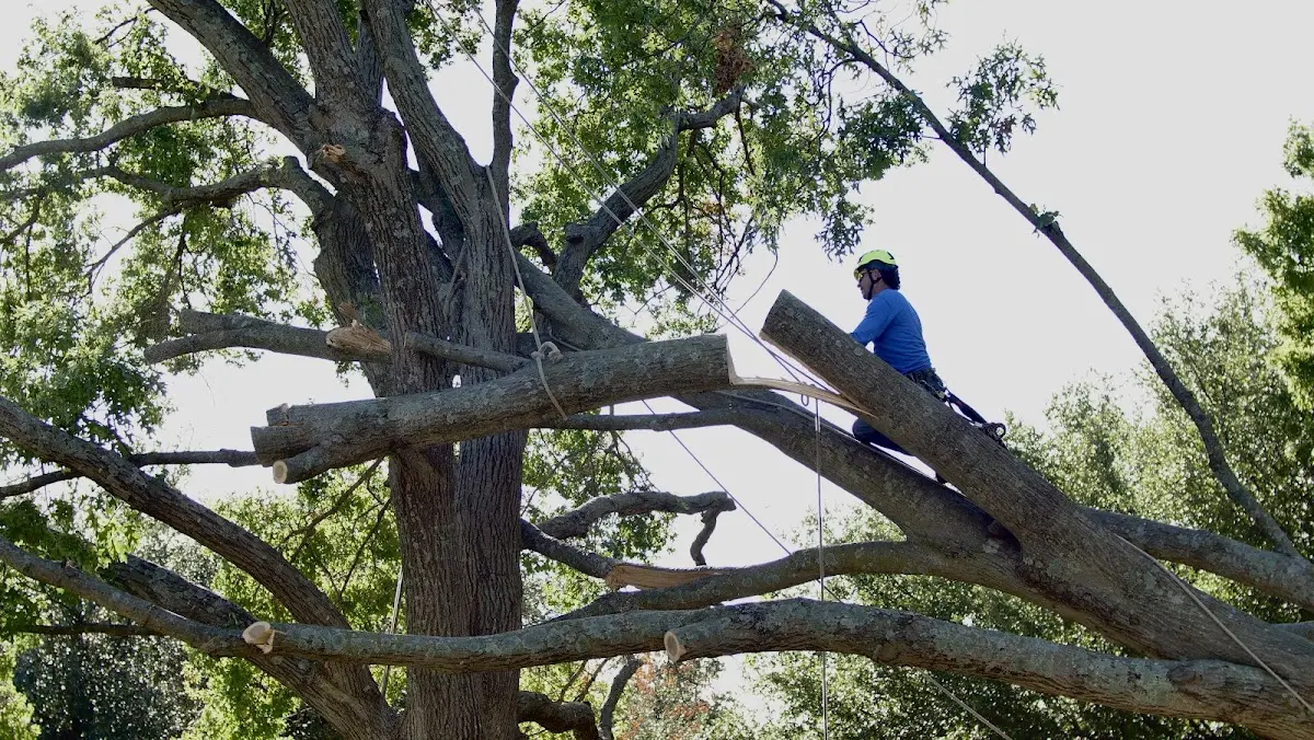 Professional Crown Thinning performed by certified arborists in Reisterstown
