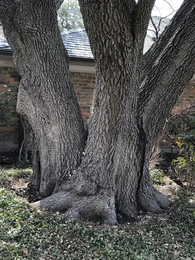 Mature heritage tree close to a Reisterstown property cared for by certified arborists